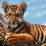 Владимир Путин призвал спасти тигров